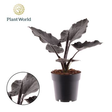 Alocasia 'Antoro Velvet'