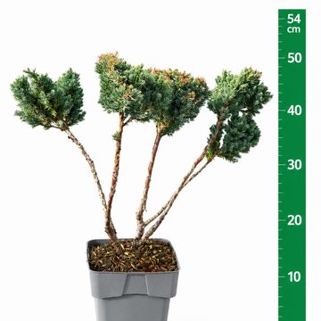 Juniperus squamata 'Meyeri'
