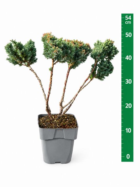 Juniperus squamata 'Meyeri'