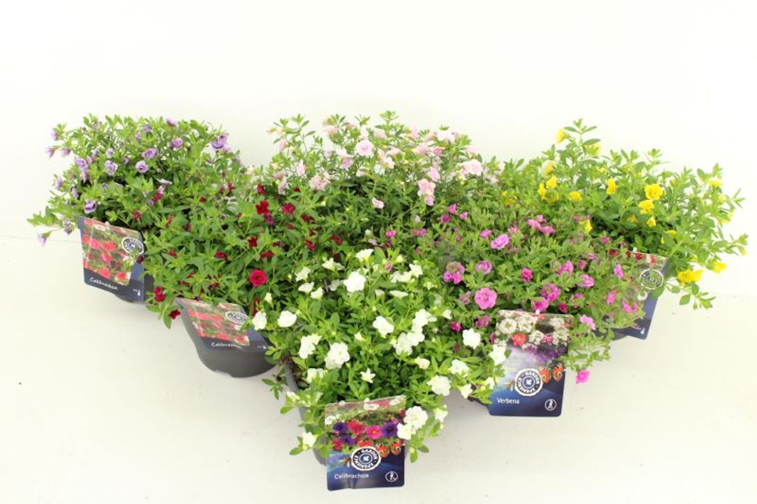 Calibrachoa Can Can Double mix — Plant Wholesale FlorAccess