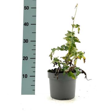 Echinops bannaticus 'Taplow Blue'