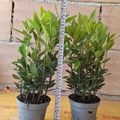 Laurus nobilis