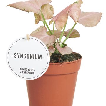 Syngonium 'Strawberry'