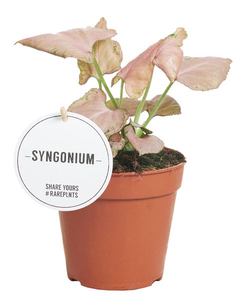 Syngonium 'Strawberry'