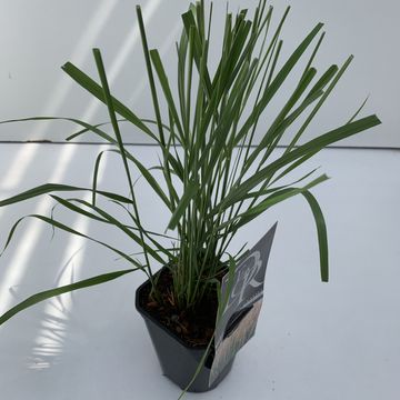 Calamagrostis x acutiflora 'Karl Foerster'