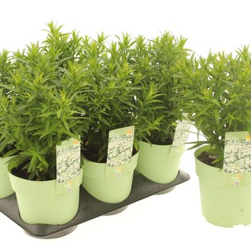 Aster ALPHA WHITE