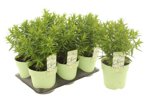 Aster ALPHA WHITE