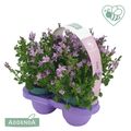 Campanula AMBELLA PINK