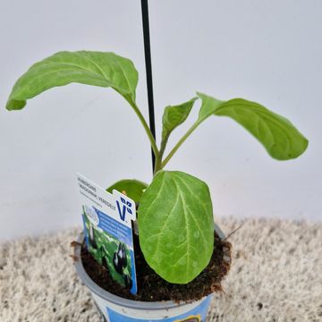 Solanum melongena 'Madonna'