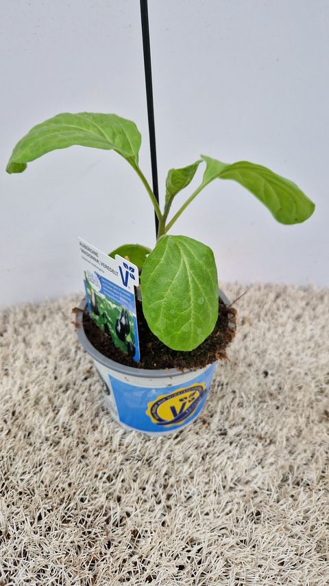 Solanum melongena 'Madonna'