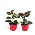 Ilex aquifolium 'Aurea Marginata'