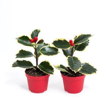 Ilex aquifolium 'Aurea Marginata'
