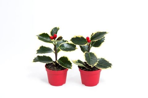 Ilex aquifolium 'Aurea Marginata'