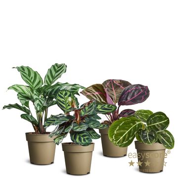 Calathea MIX