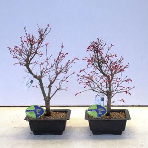 Acer palmatum 'Deshôjô'