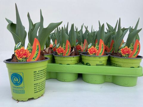 Tulipa 'Orca' — Plant Wholesale FlorAccess