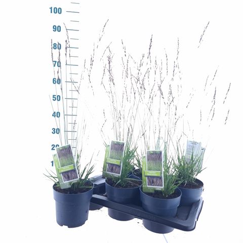 Molinia arundinacea 'Black Arrows'