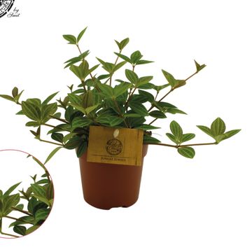 Peperomia angulata 'Rocca Vivace'