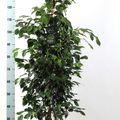 Ficus benjamina 'Danielle'