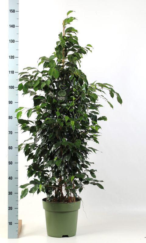 Ficus benjamina 'Danielle'