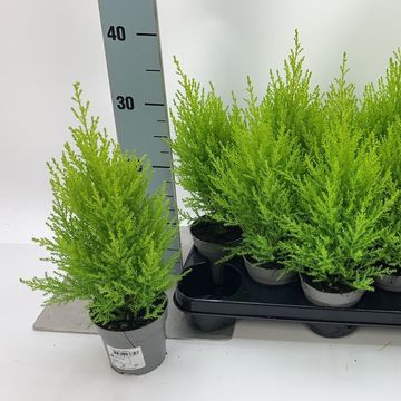 Cupressus macrocarpa 'Goldcrest Wilma'