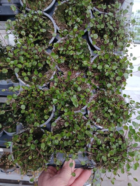 Muehlenbeckia complexa