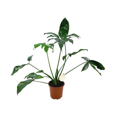 Philodendron 'Dino Feet'