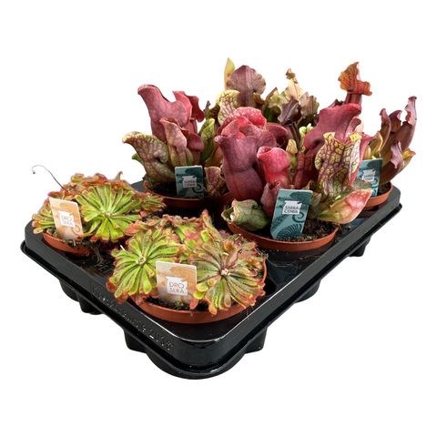 Carnivorous plants MIX — Plant Wholesale FlorAccess