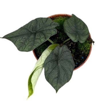 Alocasia melo