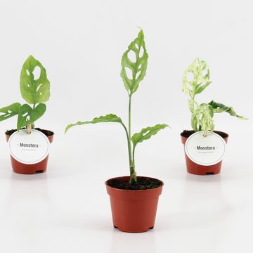 Μονστέρα MIX