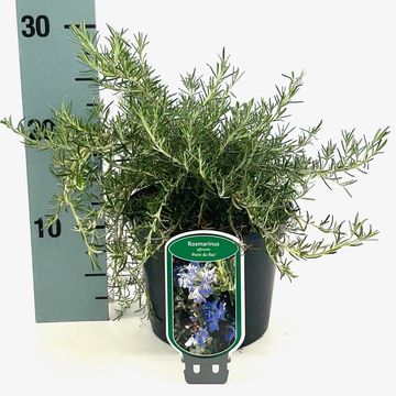 Rosmarinus officinalis 'Pointe du Raz'