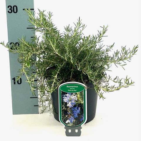 Rosmarinus officinalis 'Pointe du Raz'