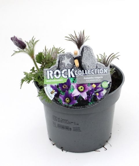 Pulsatilla vulgaris MIX