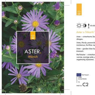 Aster x frikartii 'Mönch'