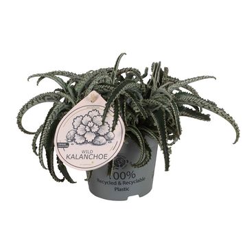 Kalanchoe daigremontiana 'Octopus'