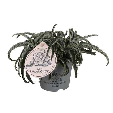 Kalanchoe daigremontiana 'Octopus'