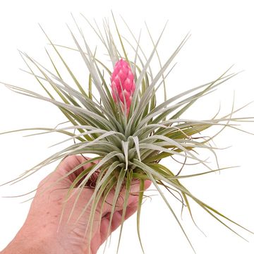 Tillandsia 'Cotton Candy'