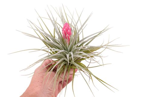 Tillandsia 'Cotton Candy'