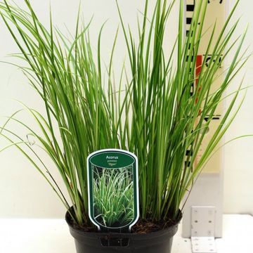 Acorus gramineus 'Ogon'