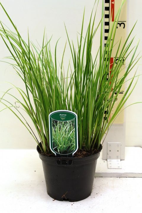 Acorus gramineus 'Ogon'