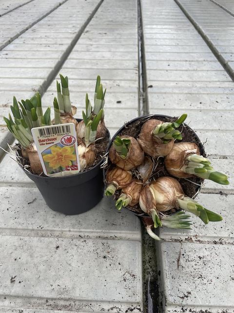 Narcissus cyclamineus