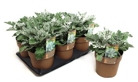 Senecio cineraria 'Silverdust'