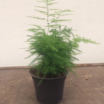 Asparagus setaceus 'Nanus'