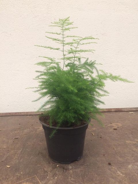 Asparagus setaceus 'Nanus'