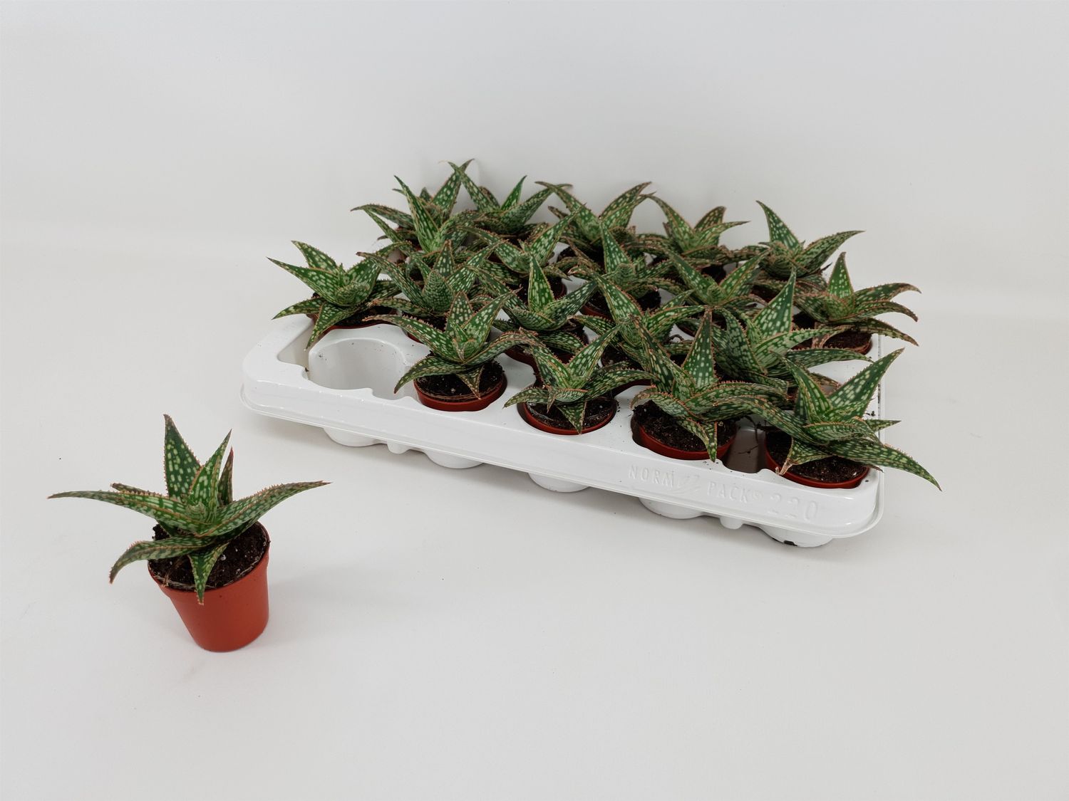 Aloe 'Red Flame' — Plant Wholesale FlorAccess