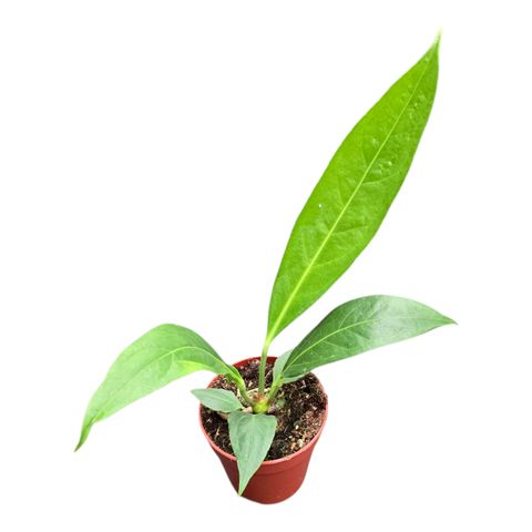 Anthurium 'Big Bill'