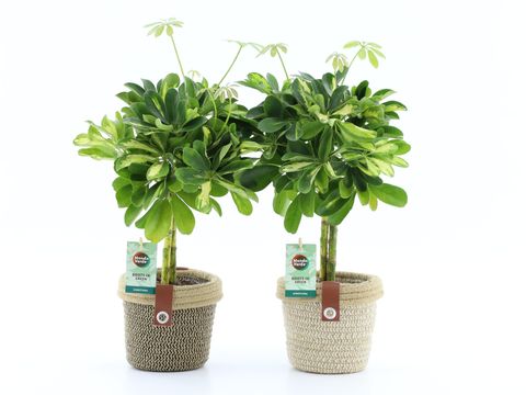 Schefflera arboricola 'Gold Capella'