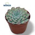 Echeveria 'Gilo' x 'Raindrops'