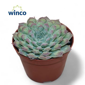 Echeveria 'Gilo' x 'Raindrops'