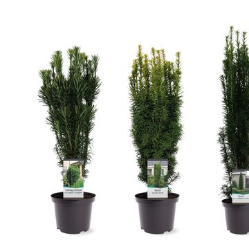 Taxus MIX